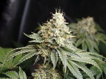 Vente: Inkognyto Genetics – IRUKANDJI