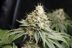 Vente: Inkognyto Genetics – IRUKANDJI