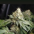 Vente: Inkognyto Genetics – IRUKANDJI