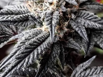 Vente: Inkognyto Genetics – MAMBA