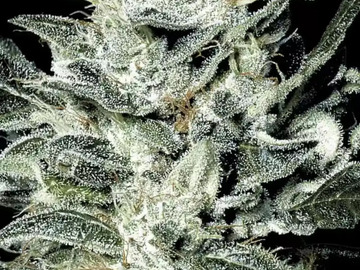 Vente: Inkognyto Genetics – SENSI STAR PRESERVATION