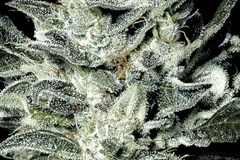 Vente: Inkognyto Genetics – SENSI STAR PRESERVATION