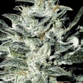 Sell: Inkognyto Genetics – SENSI STAR PRESERVATION