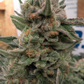 Vente: South Bay Genetics – Royal Zkittlez