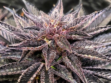 Vente: Savage Genetics - Clownz