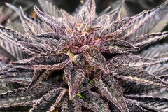 Vente: Savage Genetics - Clownz