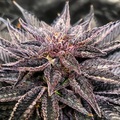 Vente: Savage Genetics - Clownz