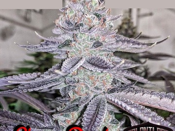 Sell: Relentless Genetics – Cherry Burst