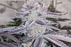 Vente: Relentless Genetics – Cherry Burst