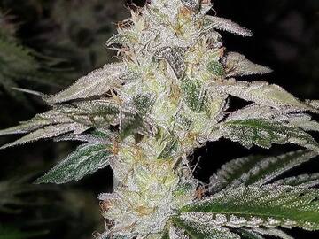 Vente: Relentless Genetics – Cherry Marmalade