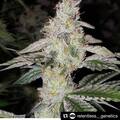 Vente: Relentless Genetics – Cherry Marmalade