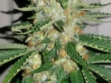 Sell: Lambs Breath x Jamaican Landrace - Clone