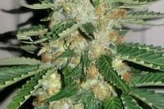 Venta: Lambs Breath x Jamaican Landrace - Clone