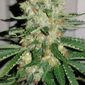 Venta: Lambs Breath x Jamaican Landrace - Clone