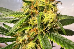 Vente: Chem D (August release)