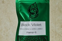 Vente: Robinhood Seeds - Black Violet