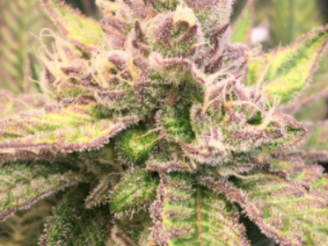 Vente: SUNKEN TREASURE SEEDS GORILLA GLUE #4 x COOKIE x MENDO PURP