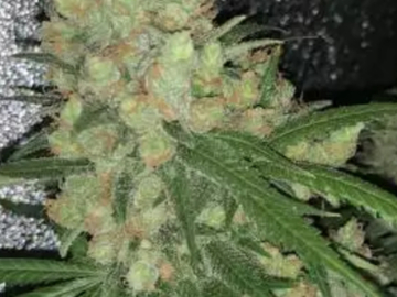 Vente: MR. NICE SEEDS CRITICAL MASS F2