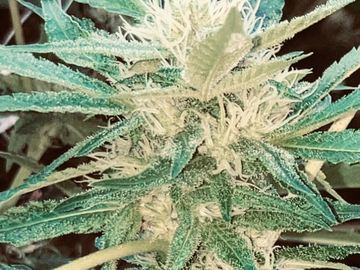 Vente: PARADISE CIRCUS F2 (TROPICANA COOKIES x TINA)