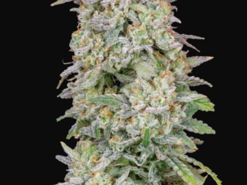 Venta: Runtz x Big Jack  Auto Flower Reg 13pk