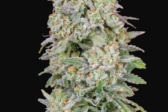 Venta: Runtz x Big Jack  Auto Flower Reg 13pk