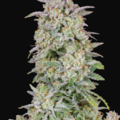 Venta: Runtz x Big Jack  Auto Flower Reg 13pk