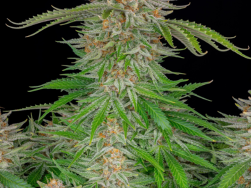 Venta: Strawberry Pie x Big Jack - Auto Flower Regular 10pk