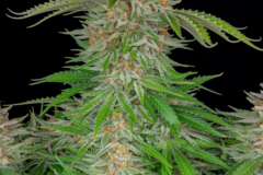 Venta: Strawberry Pie x Big Jack - Auto Flower Regular 13pk