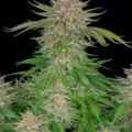 Venta: Strawberry Pie x Big Jack - Auto Flower Regular 13pk