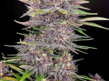 Venta: Banana Purple Punch x Big Jack - Auto Flower Regular 10pk