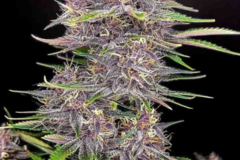 Venta: Banana Purple Punch x Big Jack - Auto Flower Regular 13pk