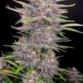 Venta: Banana Purple Punch x Big Jack - Auto Flower Regular 13pk