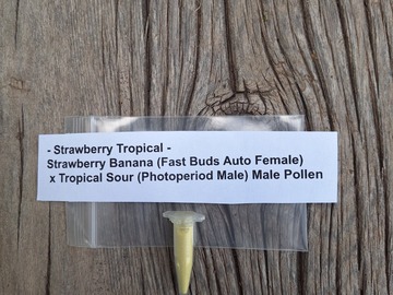 Vente: Strawberry Tropical (Strawberry Banana x Tropical Sour) Pollen
