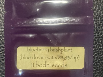 Vente: Blueberry Hashplant (Blue Dream Sativa x 88G13 HP) - Bodhi