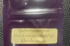 Venta: Blueberry Hashplant (Blue Dream Sativa x 88G13 HP) - Bodhi