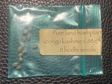 Vente: Pure Land Hashplant (Congo Kashmir x 88G13 HP) - Bodhi Seeds