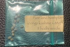 Venta: Pure Land Hashplant (Congo Kashmir x 88G13 HP) - Bodhi Seeds