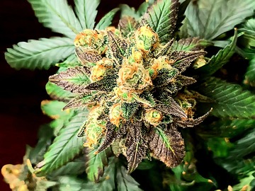 Venta: Purple Sour Diesel (Sour Diesel x Purple Kush) - 12 Regs