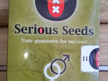 Venta: SERIOUS SEEDS - SERIOUS HAPPINESS (AK-47 x Warlock) - REG SEEDS