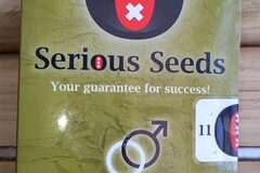 Venta: SERIOUS SEEDS - SERIOUS HAPPINESS (AK-47 x Warlock) - REG SEEDS