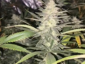 Venta: South Florida OG (August Deal)