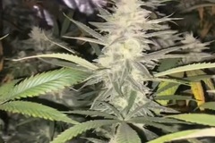 Venta: South Florida OG (August Deal)