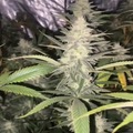 Vente: South Florida OG (August Deal)