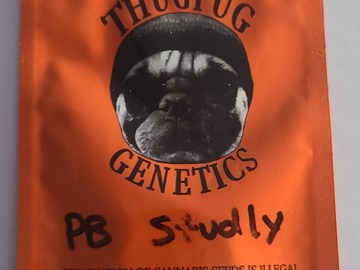 Vente: THUGPUG  PEANUT BUTTER STUDLY