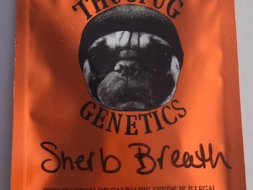 Vente: THUGPUG  SHERB BREATH