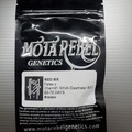 Vente: Red Six *Mota Rebel Genetic