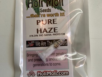 Sell: 6 FEMINIZED PURE HAZE SEEDS