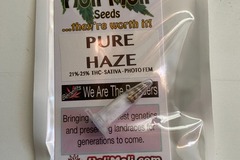 Vente: 6 FEMINIZED PURE HAZE SEEDS