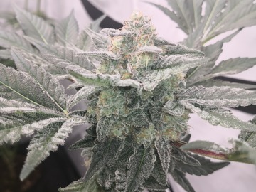 Vente: Big Buzz - High 5 Genetics