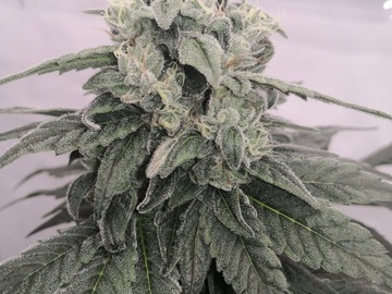 Vente: Velvet Zkittlez - High 5 Genetics